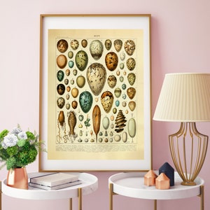 Vintage Eggs Poster Print, by Adolphe Millot (1857-1921) from ‘Nouveau Larousse Illustré, Nursery Art Poster, Birds Print
