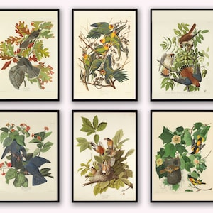 Selección de impresiones vintage de Audubon, impresión de póster de aves, aves de América, reproducción de impresiones, decoración de aves, galería de pared, póster de pared de Audubon