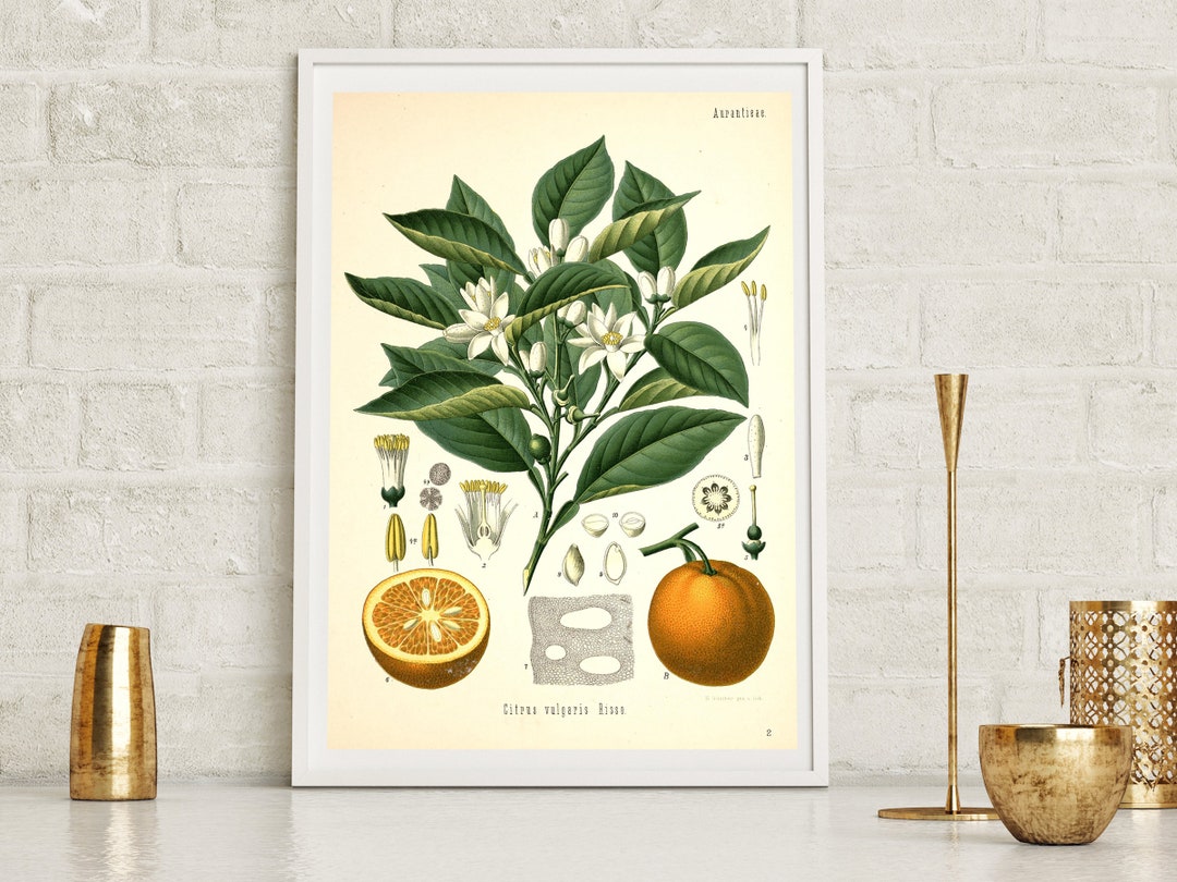 citrus 複製原画　サブロウタ il_1080xN.3472080559_lydg.jpg