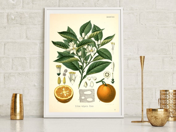 Vintage Orange Poster Print, by Hermann Adolph Köhler Circa 1860s