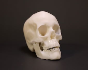 Modèle détaillé réaliste de crâne humain | Impression 3D en résine | Gris et blanc disponible | - Plusieurs tailles !