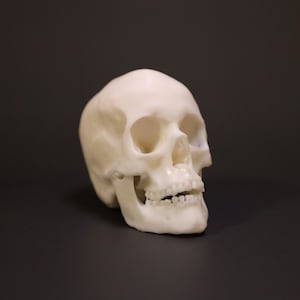 Human Skull Realistic Detailed Model | Resin 3D print | Gray & White Available | - Multiple Sizes!