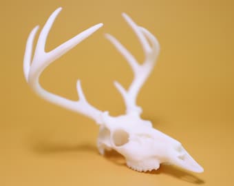 Deer Buck Skull Realistic Detailed Model | Resin 3D print | - Multiple Sizes!