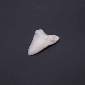 May include: A single, white shark tooth with a triangular shape and a slightly curved root. The tooth is set against a dark grey background, highlighting its natural form and texture. The overall aesthetic is clean and simple.