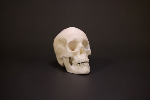 あ*の様 archive Roen scull design real leat Human Skull Realistic Detailed Model | Resin 3D Print | Gray