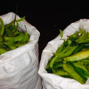 DRIED Organic Soursop Leaves from Jamaica (Guanábana, Graviola or Guyabano) - Dried / Tea