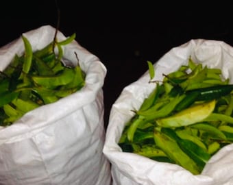 DRIED Organic Soursop Leaves from Jamaica (Guanábana, Graviola or Guyabano) - Dried / Tea