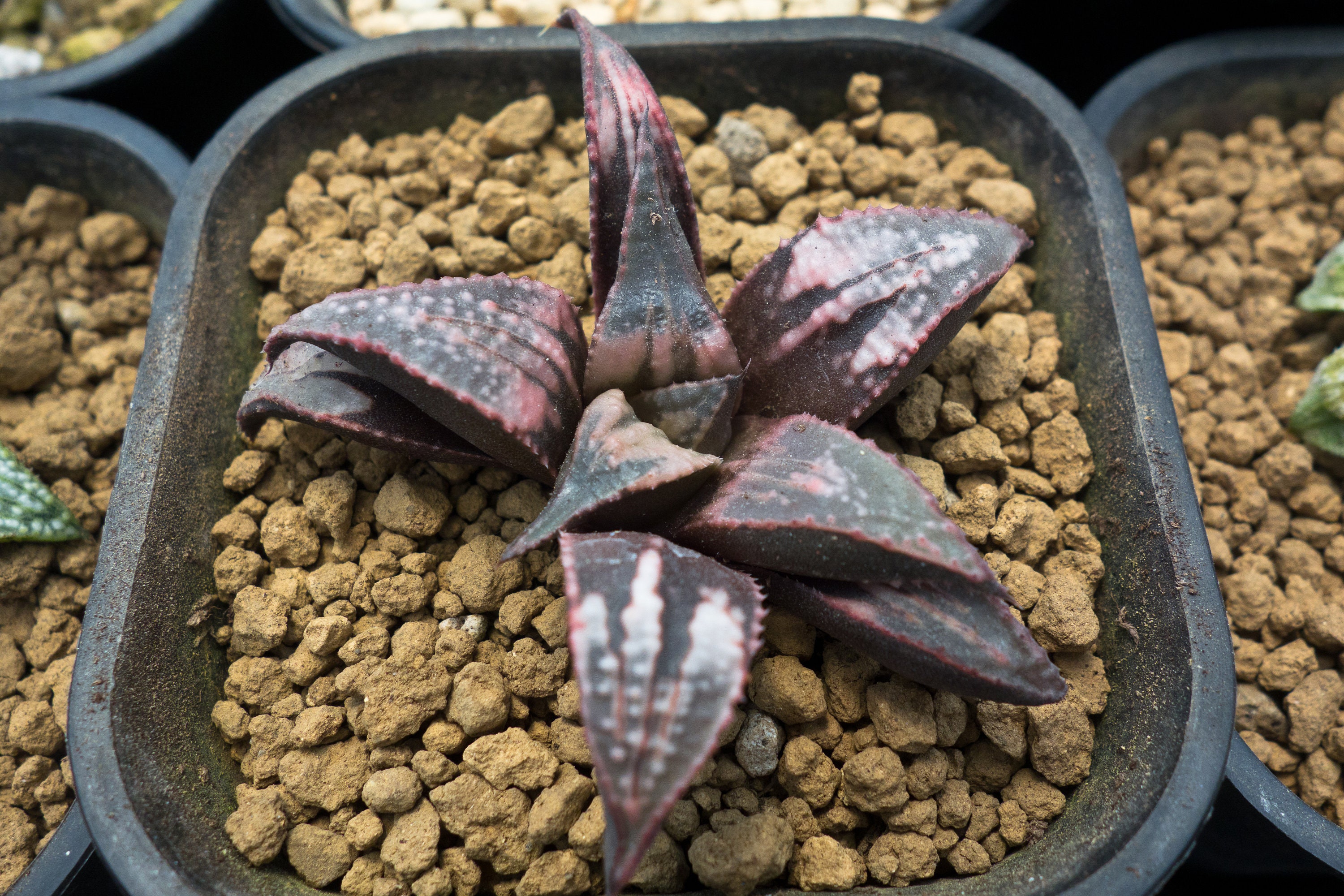 ハオルチア バディア 天紅 ハオルチア バディア 天紅