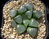 Haworthia 39 Horikawa correcta 39 x 39 Aboukyuu 39 seedling