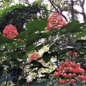 Clerodendrum Paniculatum - Pagoda Flower -4 rooted pups.
