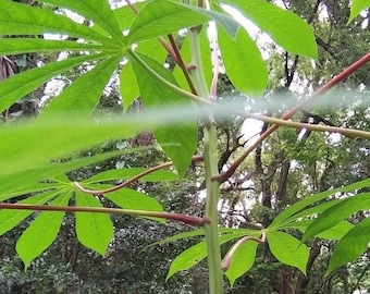 Cassava cuttings x 3 - Manihot esculenta - 4th cut free - Organic