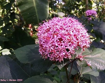 5 rooted Clerodendrum Bungei - Cashmere Bouquet pups. Free Shipping.