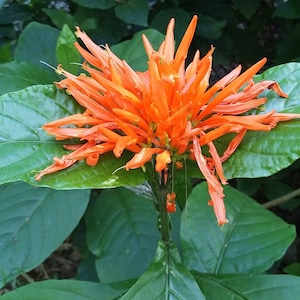 Orange Flame Justicia - 7 cuttings. Justicia chrysostephana. Organic.