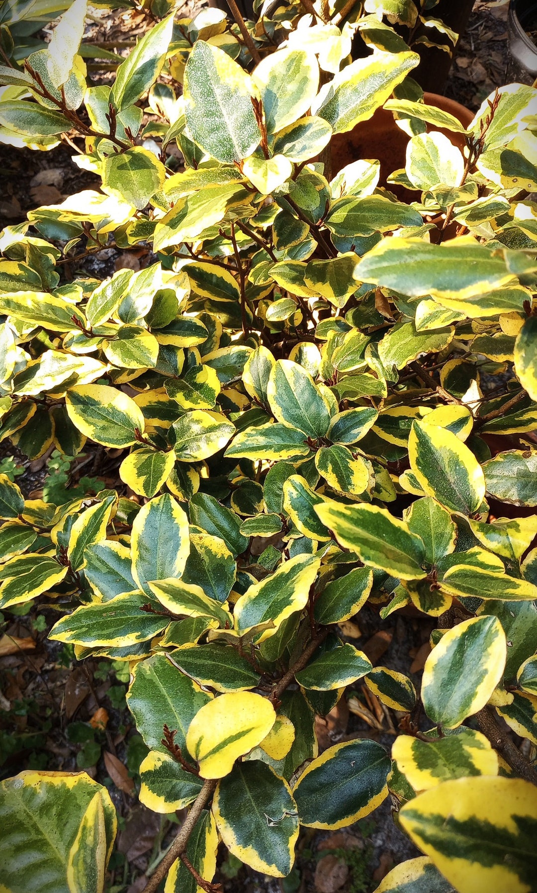 Olive Martini Elaeagnus X6 Cuttings Etsy