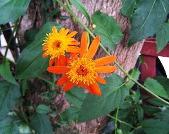 Mexican Flame Vine - 7 cuttings - Can root in water!