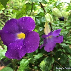 King&#39;s Mantle - 6 cuttings. 7th free. Thunbergia erecta. Organic.