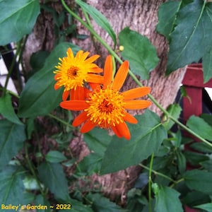 Mexican Flame Vine - 7 cuttings - Can root in water!