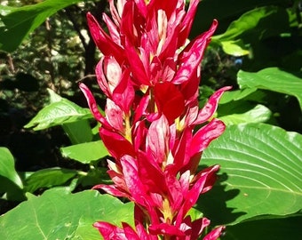 Brazilian Red Cloak - 6 chunky cuttings; 7th cut free. Organic.