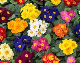 PRIMROSE Primula acaulis grandiflora X8P2 Potsdam Giant Mixed 100 seeds PRIMROSE Primula acaulis grandiflora X8P2 Potsdam Giant Mixed 100 seeds