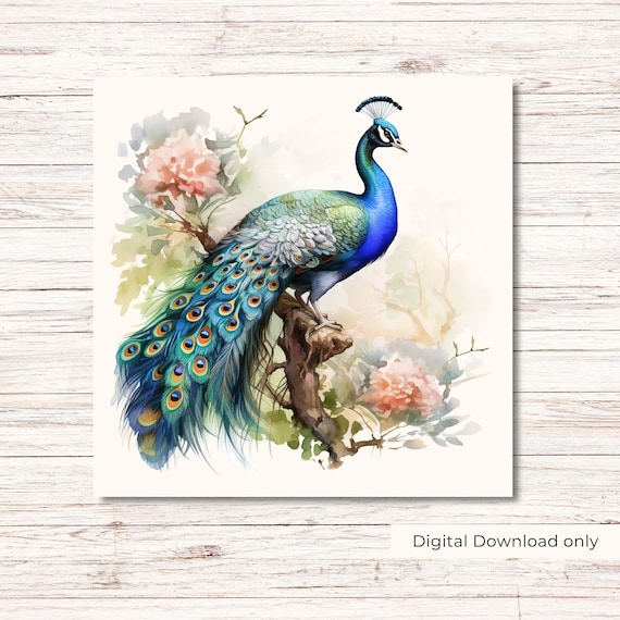 水彩画の孔雀のクリップアート：トロピカルな花の鳥のアート（デジタル