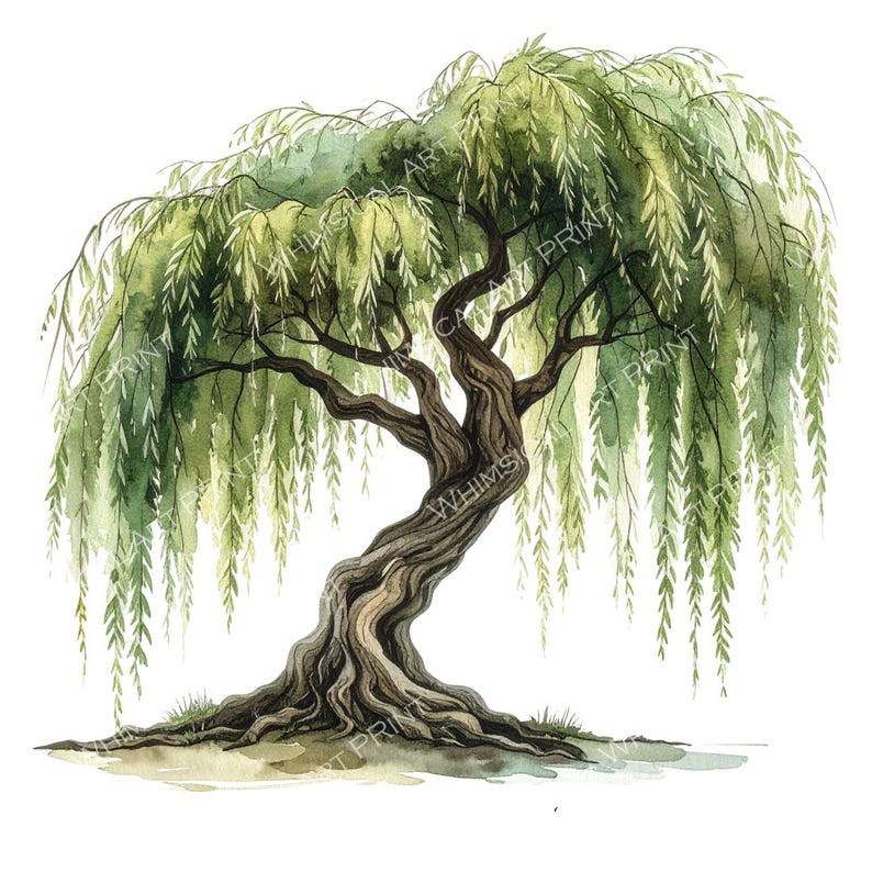 12 Weeping Willow Tree of Life Clipart PNG - Watercolor Style (digital ...