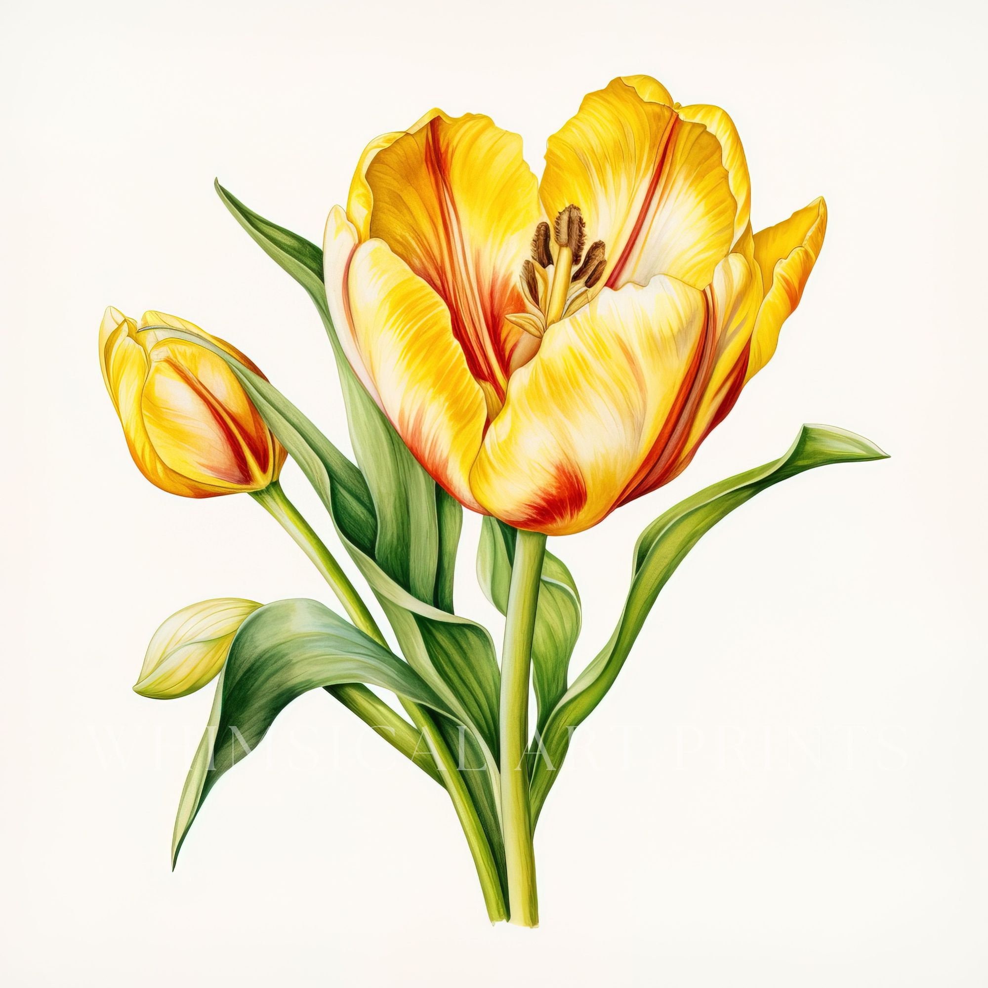 Yellow Tulip Clipart, Bouquet Clipart, Watercolor Flowers, Commercial ...