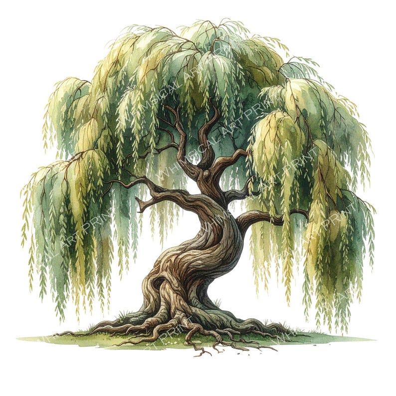 12 Weeping Willow Tree of Life Clipart PNG - Watercolor Style (digital ...