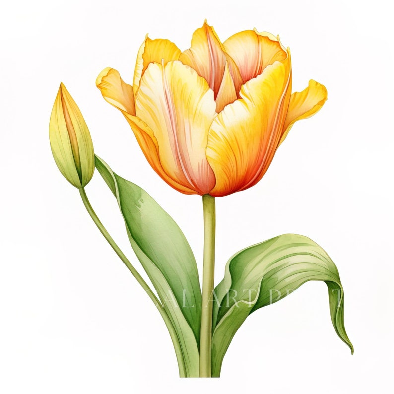 Yellow Tulip Clipart, Bouquet Clipart, Watercolor Flowers, Commercial ...