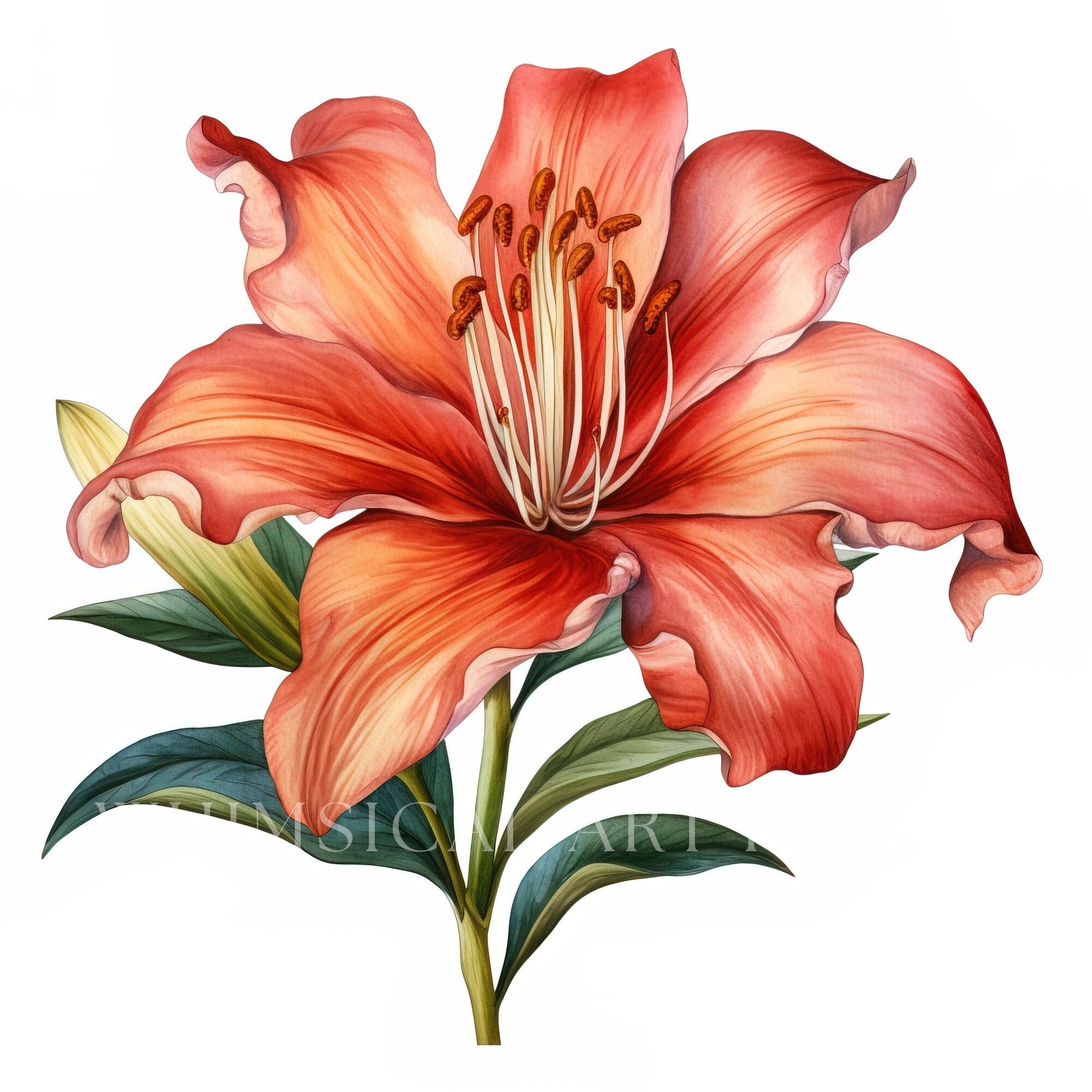 Orange Lily Clipart, Bouquet Clipart, Watercolor Flowers, Orange Lilies