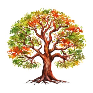 May include: A watercolor illustration of a large tree with a thick trunk and branches. The leaves are a mix of green, yellow, and orange, suggesting the changing seasons of autumn.