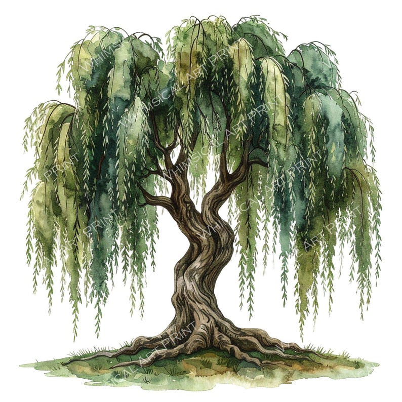 12 Weeping Willow Tree of Life Clipart PNG - Watercolor Style (digital ...