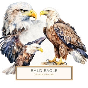 Bald Eagle Clipart, Bird Clipart, Watercolor Bald Eagle, Symbol Eagle PNG, Art Printable, Commercial Use, 10 High Quality 300 dpi JPG PNG