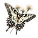 Swallowtail Butterfly Clipart, Butterfly PNG Graphics, Watercolor Butterflies Art Printable ...