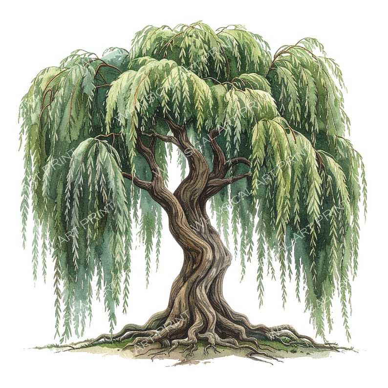 12 Weeping Willow Tree of Life Clipart PNG - Watercolor Style (digital ...