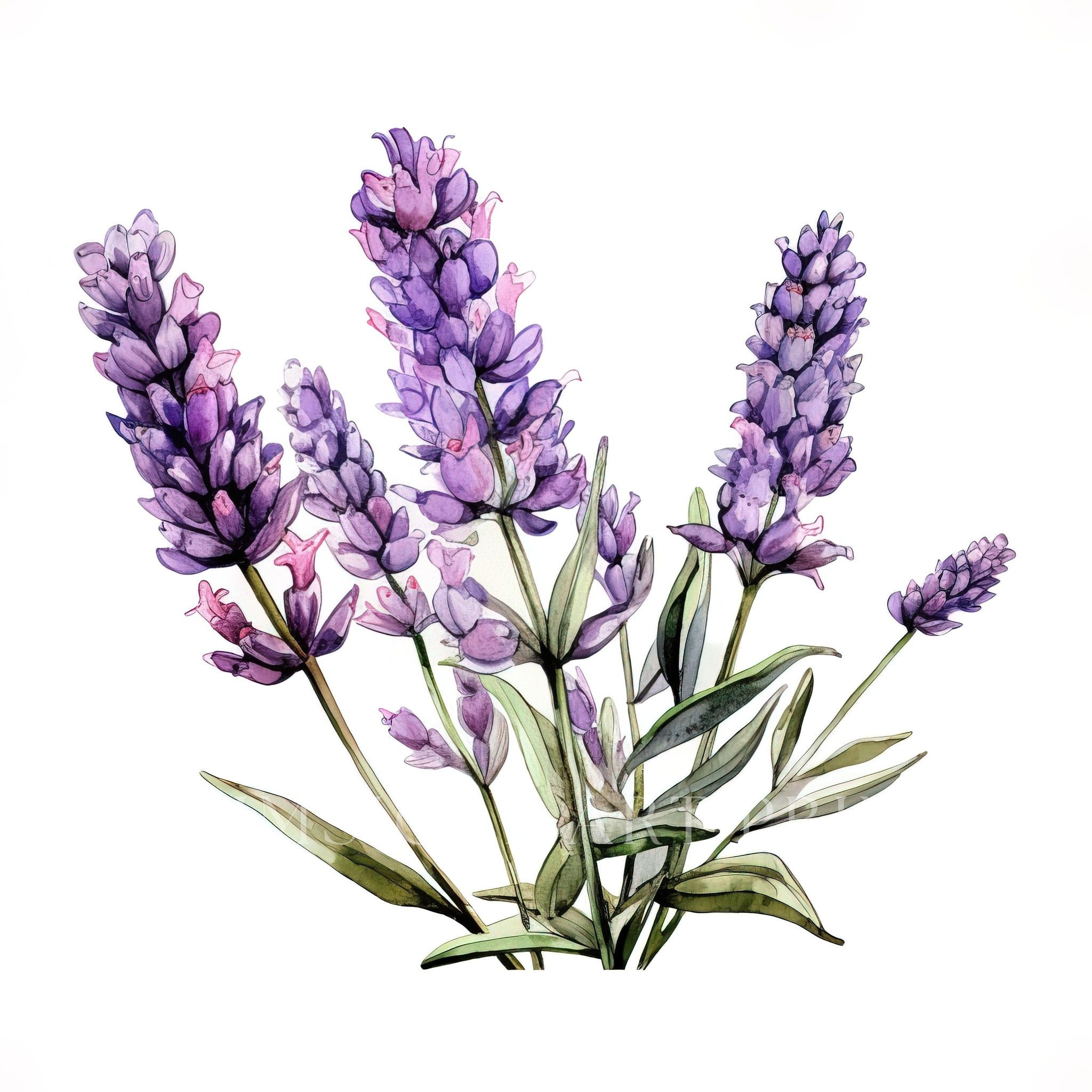 Lavender Clipart, Lavender Flower Clipart, Bridal Bouquet, Watercolor ...