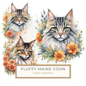 Ensemble de cliparts aquarelle Maine coon duveteux style bohème pour sublimation, scrapbooking, 10 graphiques JPG PNG de haute qualité, usage Commercial