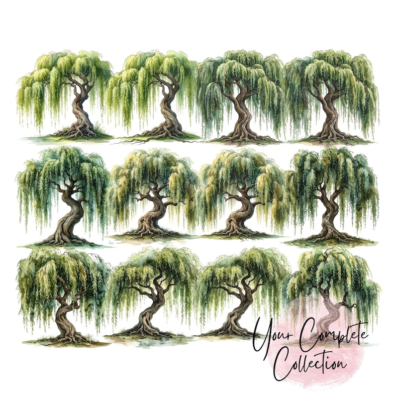 12 Weeping Willow Tree of Life Clipart PNG - Watercolor Style (digital ...