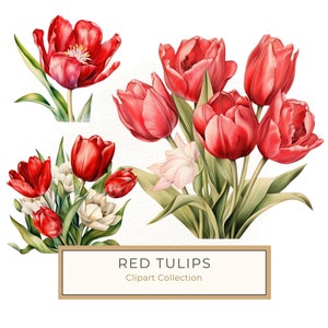 Aquarell Rote Tulpe PNG Set in hellen Frühlingstönen, 10 transparente Grafiken für die Kartenherstellung, kommerzielle Nutzung