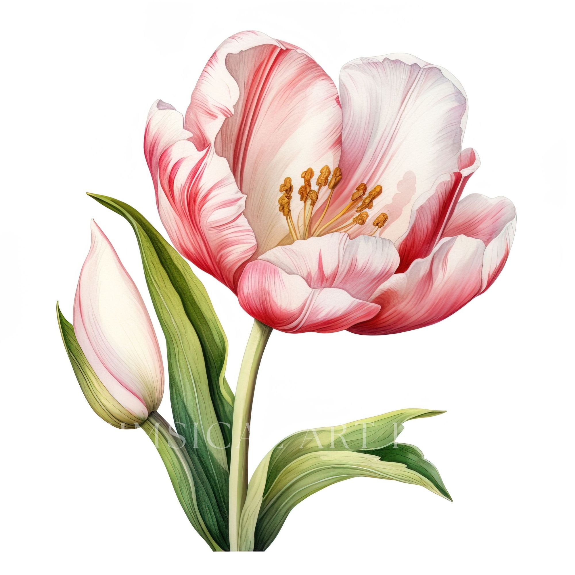 White Tulip Clipart, Bouquet Clipart, Watercolor Flowers, Commercial ...