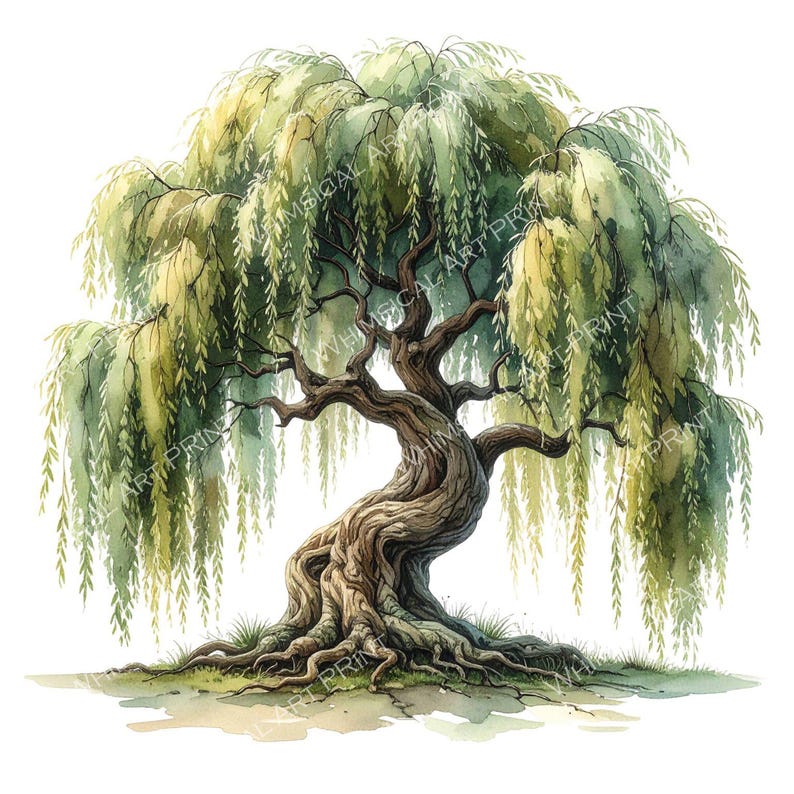 12 Weeping Willow Tree of Life Clipart PNG - Watercolor Style (digital ...