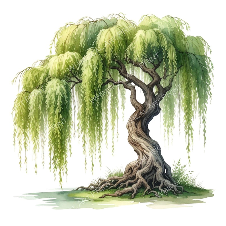 12 Weeping Willow Tree of Life Clipart PNG - Watercolor Style (digital ...
