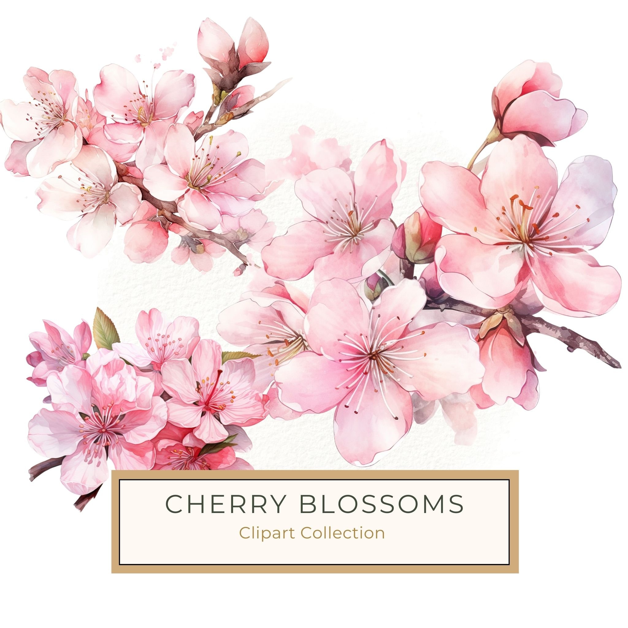 水彩画の桜の花のクリップアート：ピンクの桜のアート（JPG、PNG