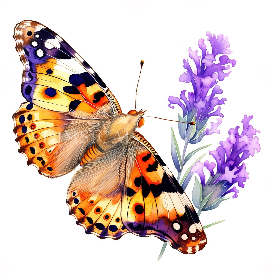 Painted Lady Butterfly Clipart, Butterfly Graphics, Watercolor ...