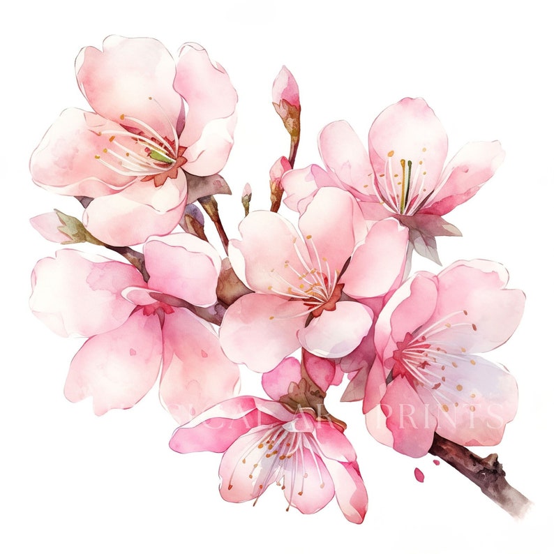 Watercolor Sakura Flowers Clipart: Pink Cherry Blossom Art (JPG, PNG ...