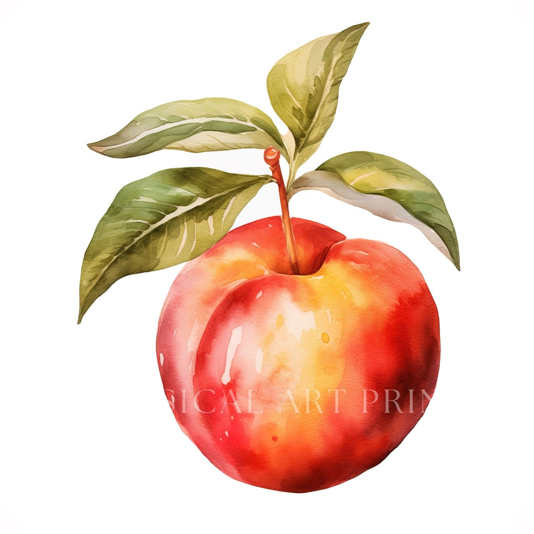 Nectarine Fruit Clipart Nectarines Basket Nectarine Clipart Etsy