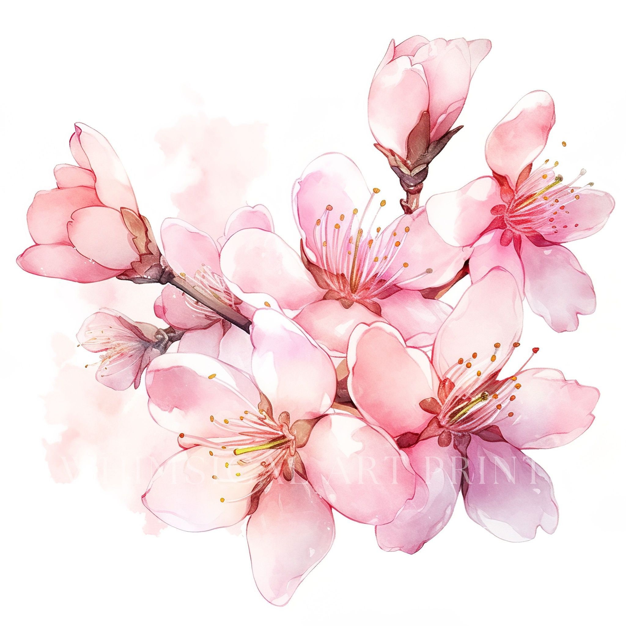 Watercolor Sakura Flowers Clipart: Pink Cherry Blossom Art (JPG, PNG ...