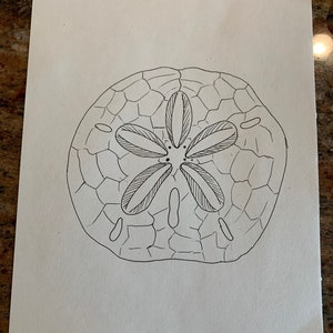 Sand Dollar