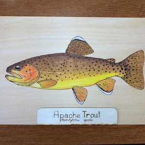 May include: A hand-painted illustration of an Apache Trout, a type of fish, on a light wood background. The fish is depicted in detail with brown, yellow, and orange colors. The text "Apache Trout Oncorhynchus apache" is written on a brown label below the fish.