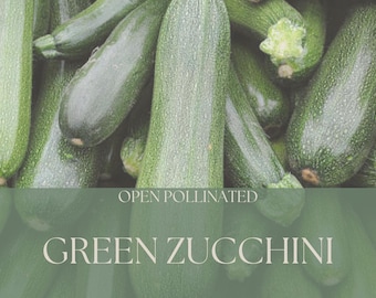 Green Zucchini Seeds