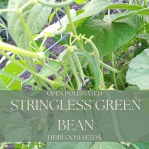 May include: Close-up of a green bean plant growing on a trellis. The plant is labelled "Open Pollinated Stringless Green Bean Heirloom Seeds".